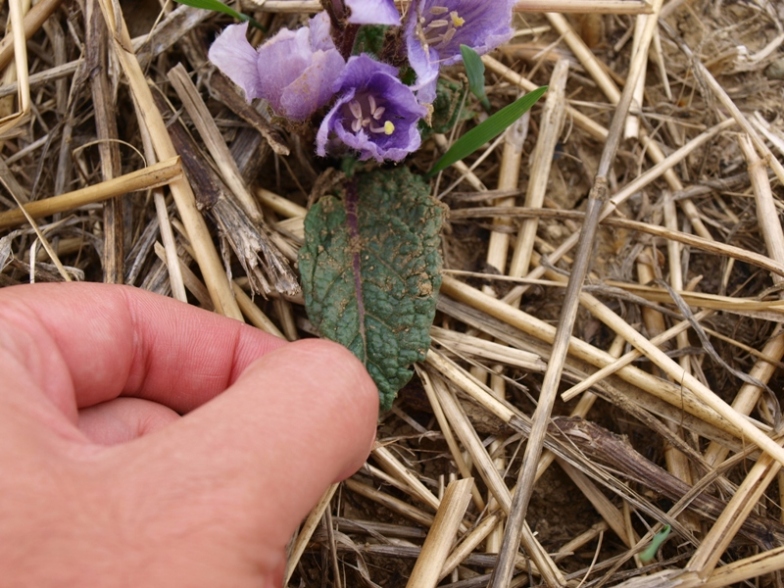 Mandragora autumnalis